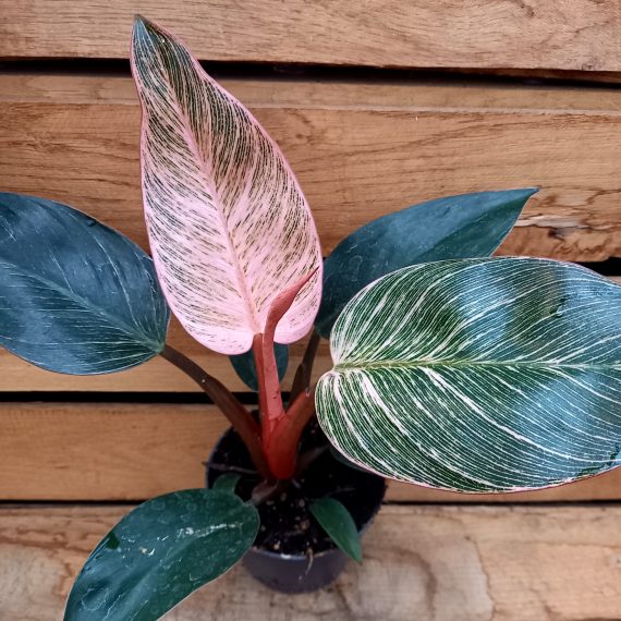 Philodendron Pink bikini