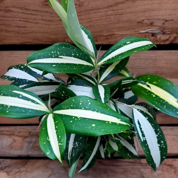 20250115_093132 Dracaena godseffiana Milkyway