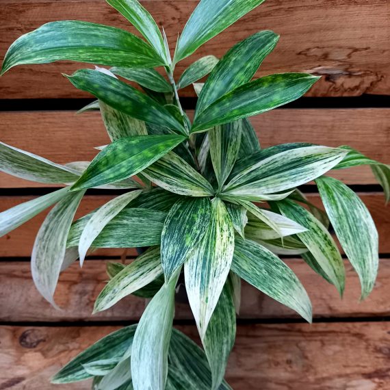 Dracaena godseffiana Silver