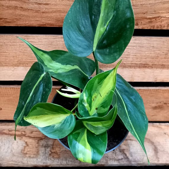 20250115_095932 Philodendron Cream Splash