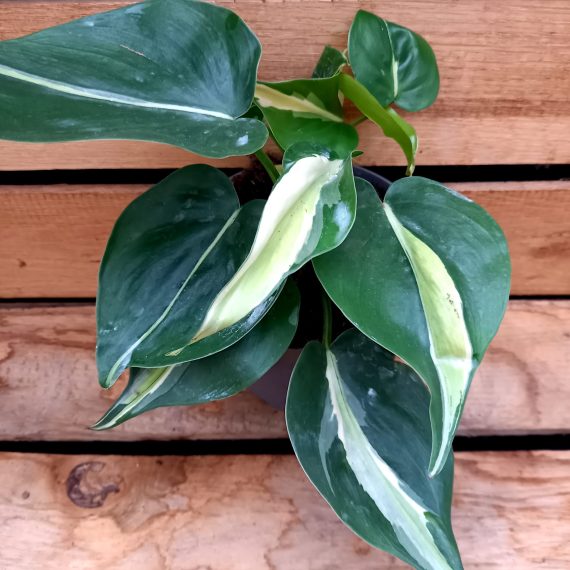 20250115_100001 Philodendron Rio