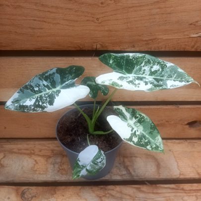 Alocasia frydek Variegata