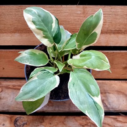 Philodendron BurleMarx Mutation