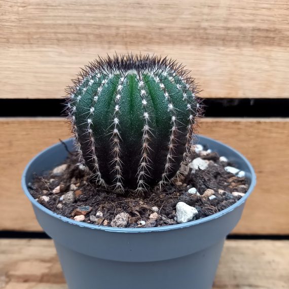 20250130_134253 Uebelmannia pectinifera