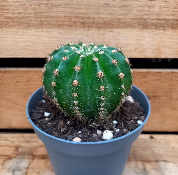 20250130_134308 Echinopsis multiplex