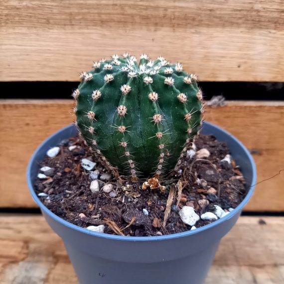 20250130_134330 Echinopsis eriesii