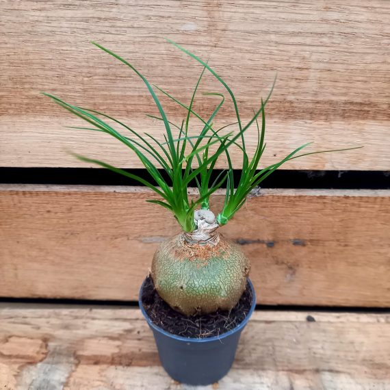 20250130_141100 Beaucarnea recurvata 6cm