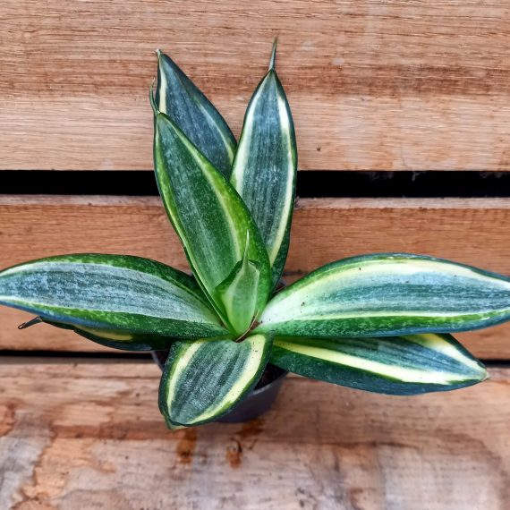 20250130_141136 Sansevieria hahnii 6cm