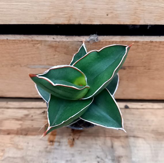 20250130_141153 Sansevieria ehrenbergii 6cm