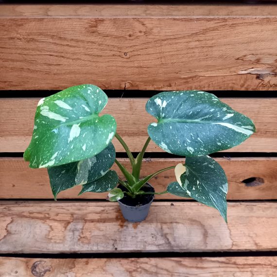 20250130_141322 Monstera Thai con 6cm