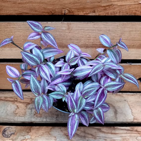 20250130_150632 Tradescantia Pink Paradise