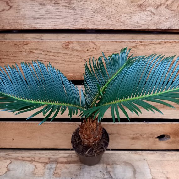 20250130_150657 Cycas revoluta