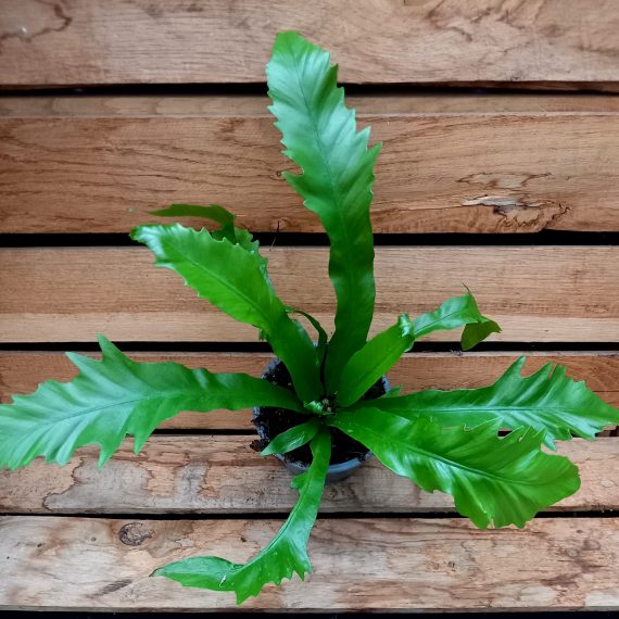 20250130_150721 Asplenium Crissie