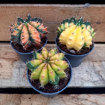 Gymnocalycium variegata gul-orange