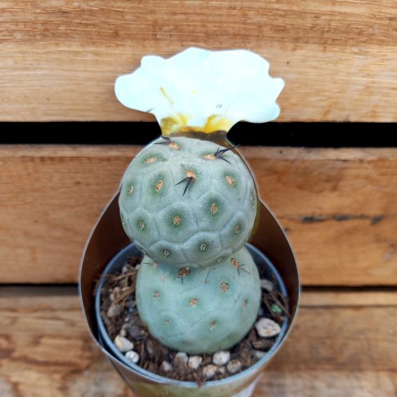 20250206_134718 Tephrocactus geometricus