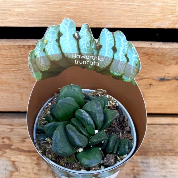 20250206_134951 Haworthia truncata
