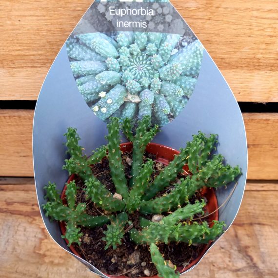Euphorbia inermis