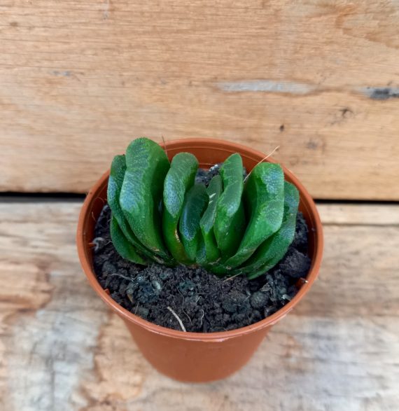 20250206_135221 Haworthia maughanii x truncata