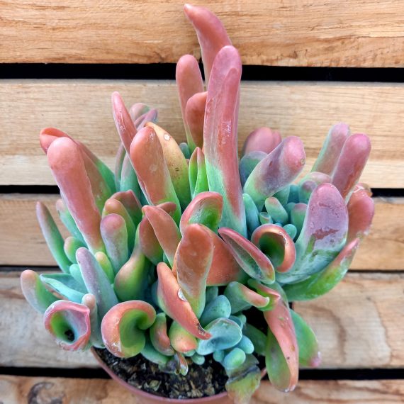 20250206_135330 Kalanchoe oricula