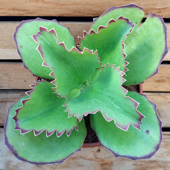20250206_135347 Kalanchoe tomentosa synsepala