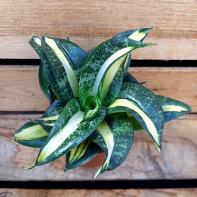 Sanseviera hahnii Spiral star