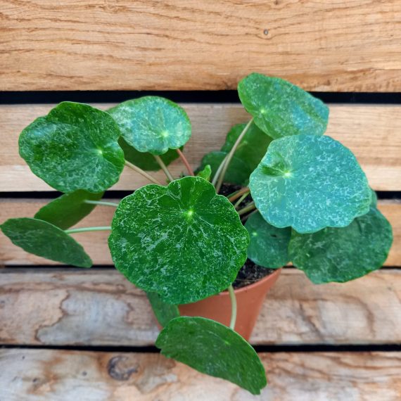 20250206_141627 Pilea Sugar