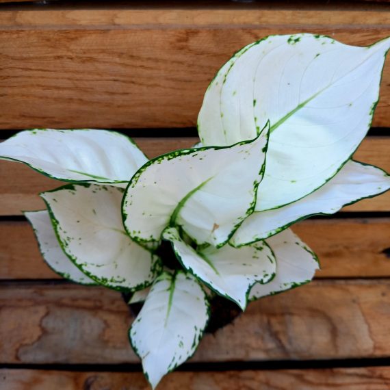 20250206_141756 Aglaonema White joy