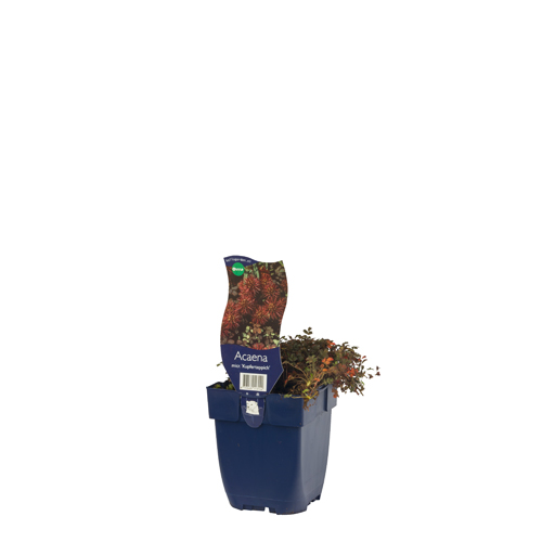 Acaena micr. 'Kupferteppich' POT_GOLF 8713469113144 Tornnød - Acaena Kupferteppich