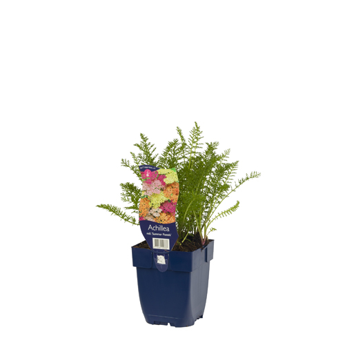 Achillea mill. 'Summer Pastels' POT_GOLF 8713469120333 Røllike - Achillea Summer pastels