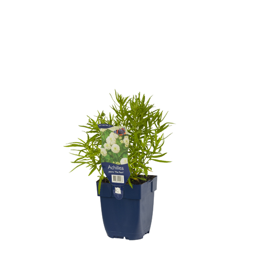 Achillea ptarm. 'The Pearl' POT_GOLF 8713469122467 Nyserøllike - Achillea The pearl