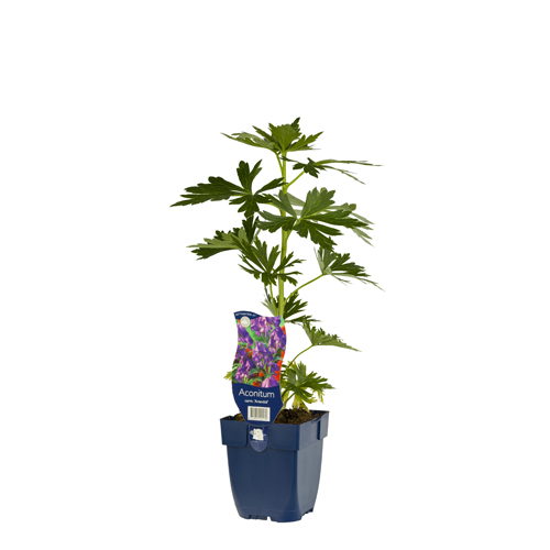 Aconitum carm. 'Arendsii' POT_GOLF 8712044001579 Stormhat - Aconitum arendsii