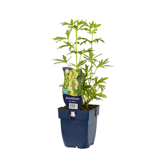 Aconitum nap. 'Album' POT_GOLF 8712044001777 Stormhat - Aconitum Album