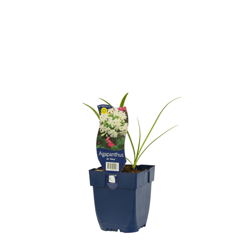 Agapanthus africanus 'Albus' POT_GOLF 8712044002248 Skærmlilje - Agapanthus Albus