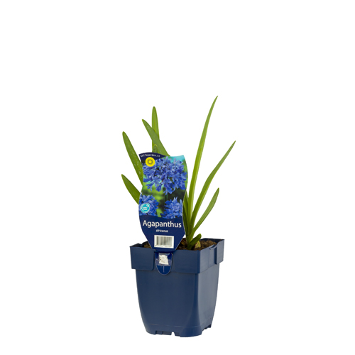 Agapanthus africanus POT_GOLF 8712044002200 Skærmlilje - Agapanthus africanus