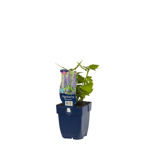 Agastache 'Blue Fortune' POT_GOLF 8713469131216 Indianermynthe - Agastage Blue fortune