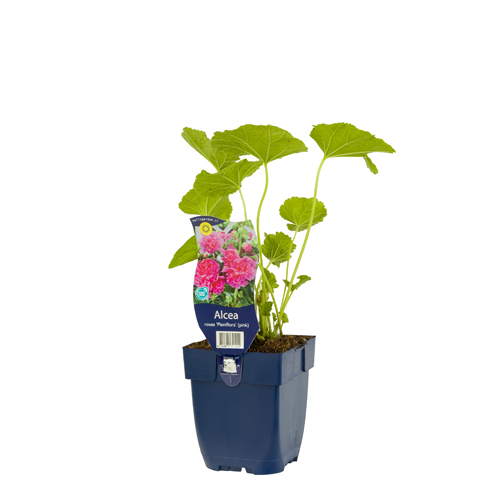 Alcea rosea 'Pleniflora' Rose POT_GOLF 8712815741222 Stokrose - Alcea pleniflora Pink