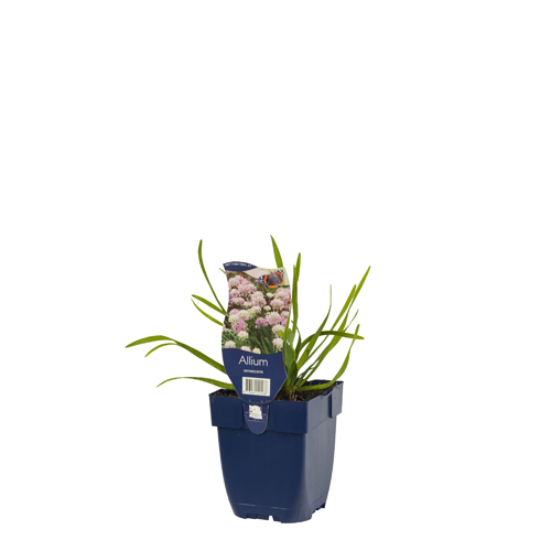 Allium senescens POT_GOLF 8713469141468 Staude Allium - Allium senescens