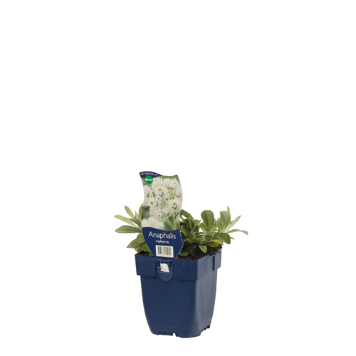Anaphalis triplinervis POT_GOLF 8713469145251 Perlekurv - Anaphalis triplinervis