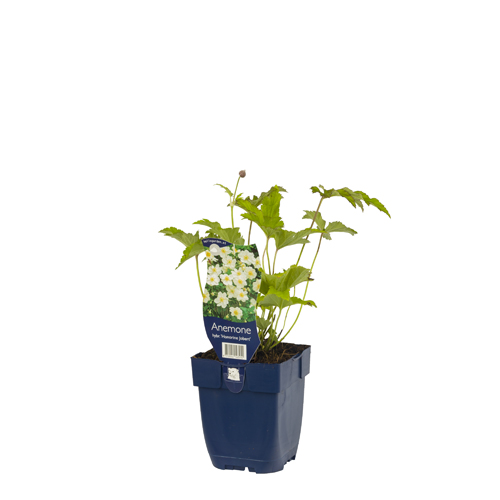 Anemone hybr. 'Hon. Jobert' POT_GOLF 8712044143255 Høstanemone - Anemone Honorine Jobert