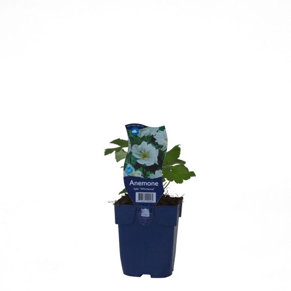 Anemone hybr. 'Whirlwind' POT_GOLF 8713469090469 Høstanemone - Anemone Whirlwind