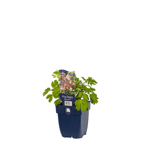 Aquilegia 'Biedermeier' POT_GOLF 8713469159838 Akeleje - Aquilegia biedermeier