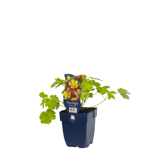 Aquilegia 'Crimson Star' POT_GOLF 8713469159777 Akeleje - Aquilegia Crimson star
