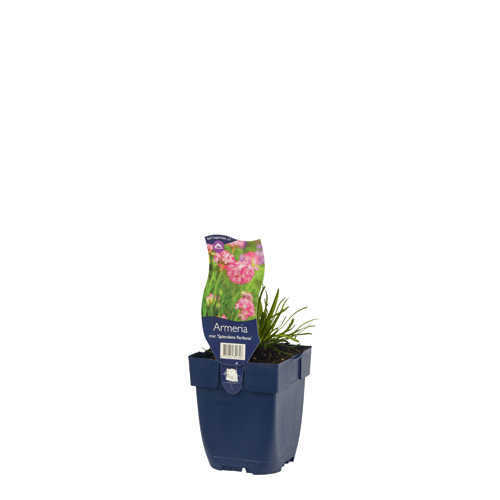 Armeria mar. 'Splendens Perfecta' POT_GOLF 8712044851358 Engelsk græs - Armeria maritima perfecta