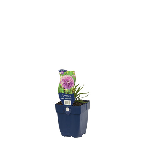 Armeria pseud. 'Ballerina Lilac' POT_GOLF 8717191513425 Engelsk græs - Armeria Ballerina lilac