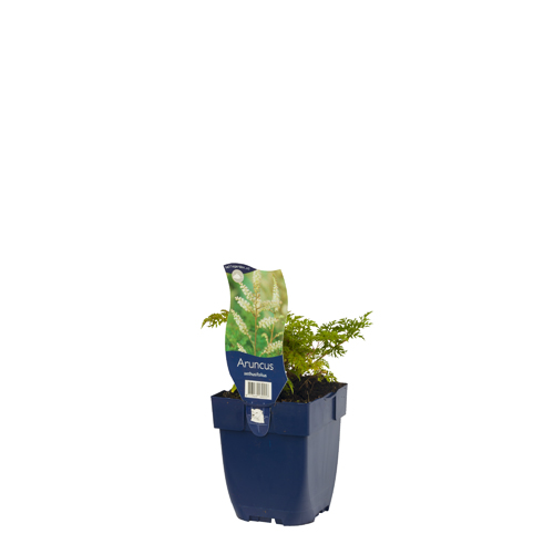 Aruncus aethusifolius POT_GOLF 8713469169257 Koreansk fjerbusk - Aruncus aethusifolius