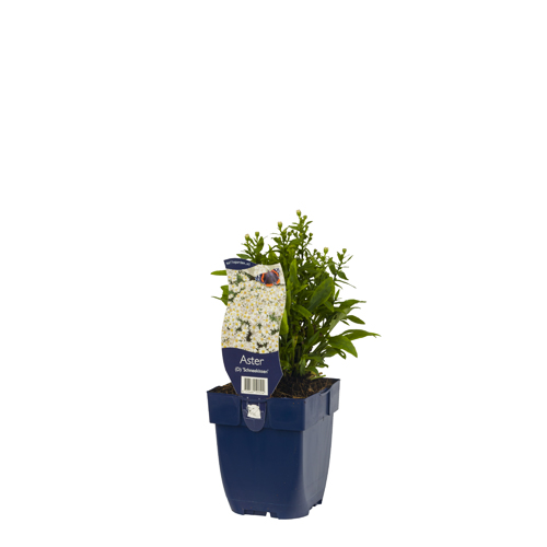 Aster (D) 'Schneekissen' POT_GOLF 8713469191524 Asters - Aster Schneekissen