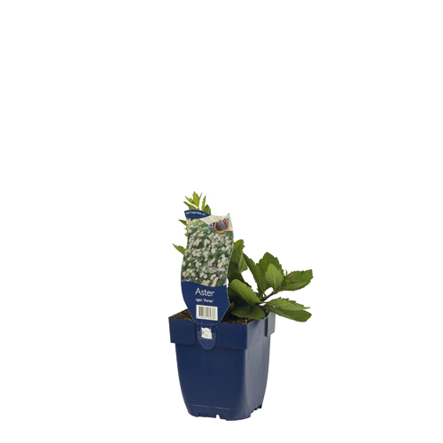 Aster ager. 'Asran' POT_GOLF 8713469172738 Asters - Aster Asran