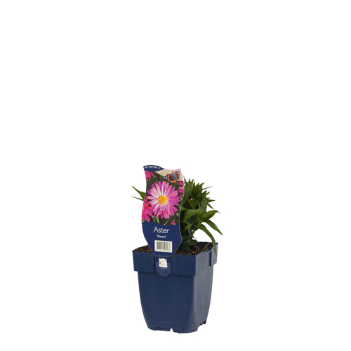 Aster novi-belgii 'Neron' POT_GOLF 8717191523288 Asters - Aster Neron