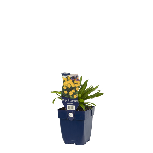 Buphthalmum salicifolium POT_GOLF 8713469221986 Pilebladet tusindstråle - Buphthalmum salicifolium