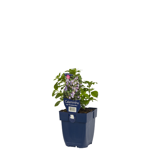 Calamintha nep. 'Marvelette Blue' POT_GOLF 8717191525701 Bjergmynthe - Calamintha Marvelette blue